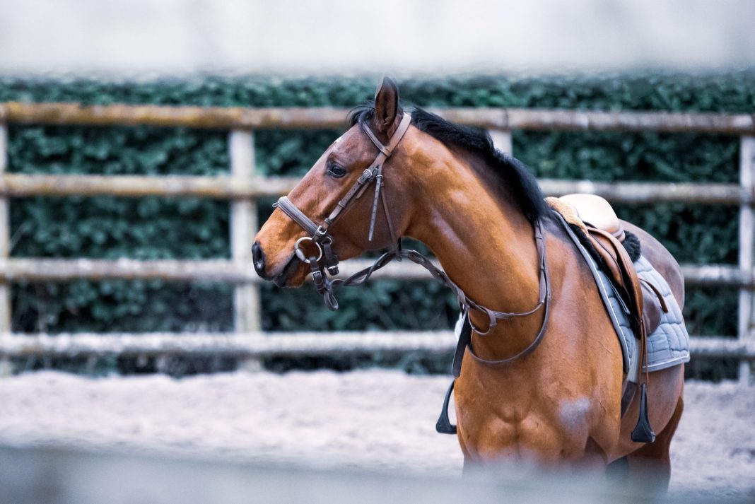 Equestrian sports and safety