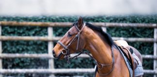 Equestrian sports and safety