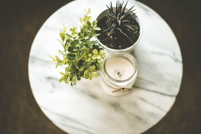 soy candle with a plant on a plate